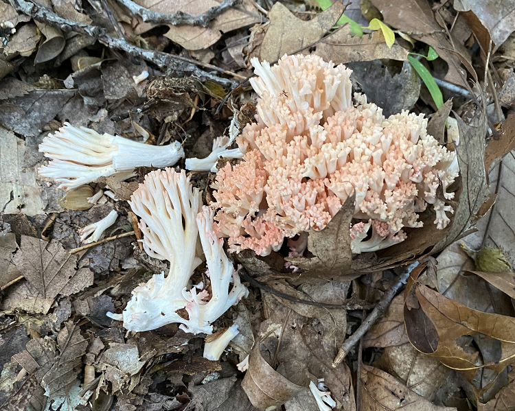 yellow-tipped coral fungus