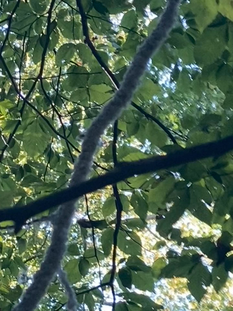 Aphids on beech tree limb